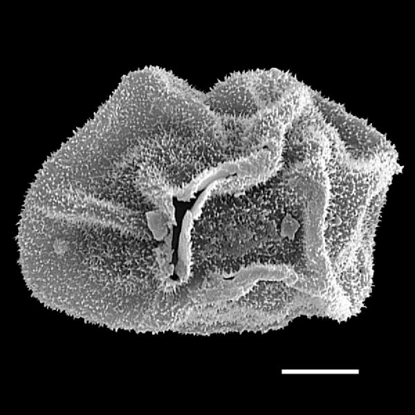 Dryopteridaceae Polybotrya lechleriana