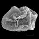 image of Polybotrya lechleriana