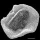 image of Polybotrya lechleriana