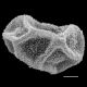 image of Polybotrya osmundacea