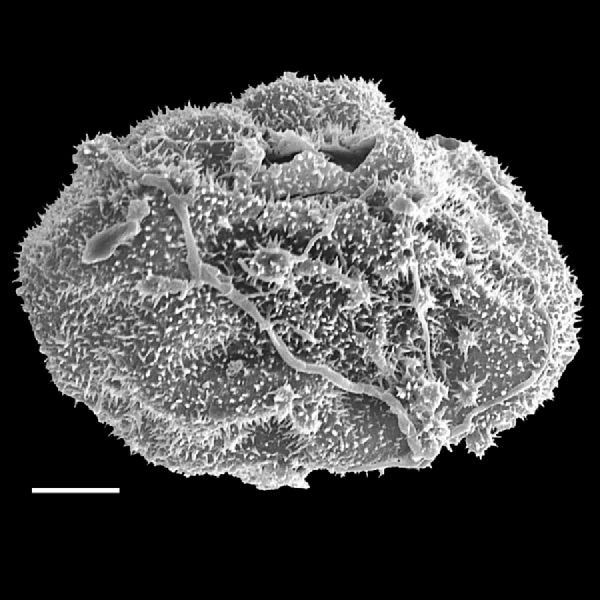 Dryopteridaceae Polybotrya semipinnata
