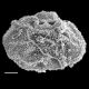 image of Polybotrya semipinnata