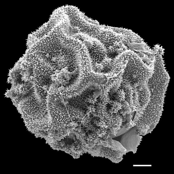 Dryopteridaceae Polybotrya semipinnata
