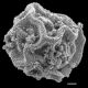 image of Polybotrya semipinnata