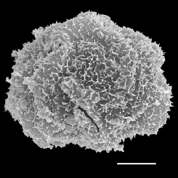 Dryopteridaceae Polybotrya sorbifolia