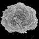 image of Polybotrya sorbifolia