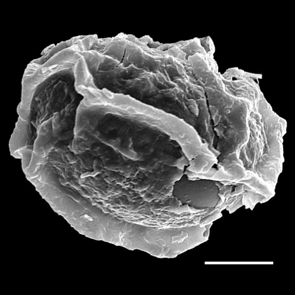 Dryopteridaceae Stigmatopteris longicaudata