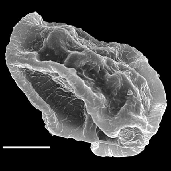 Dryopteridaceae Stigmatopteris longicaudata