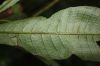 image of Campyloneurum atlanticum