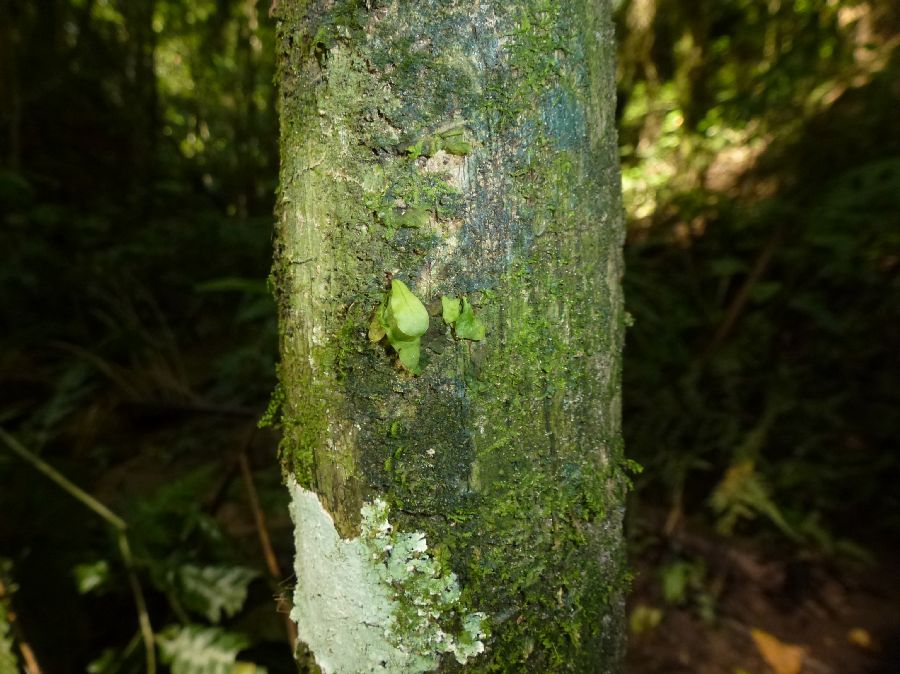 Polypodiaceae Campyloneurum atlanticum