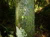 image of Campyloneurum atlanticum