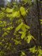 image of Forsythia 