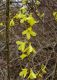 image of Forsythia 