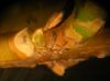 image of Forsythia 