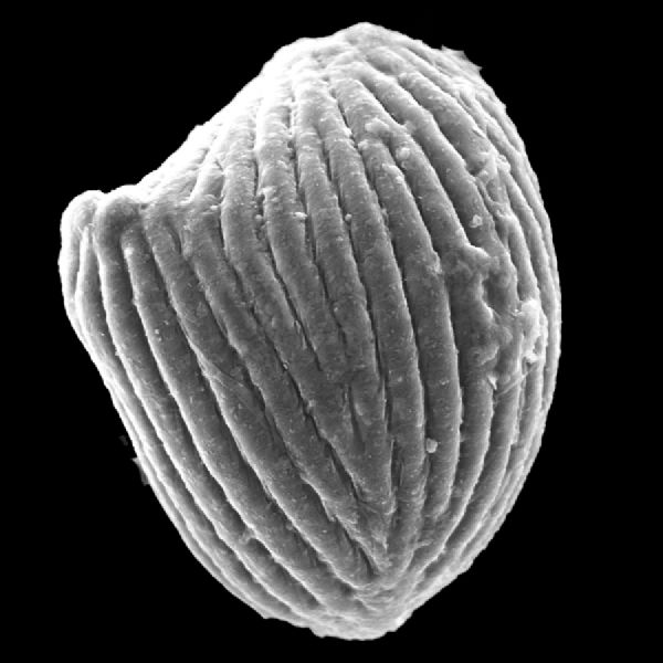 Anemiaceae Anemia ferruginea