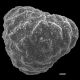image of Lygodium cubense