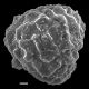 image of Lygodium cubense