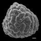 image of Lygodium cubense