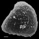 image of Lygodium lanceolatum
