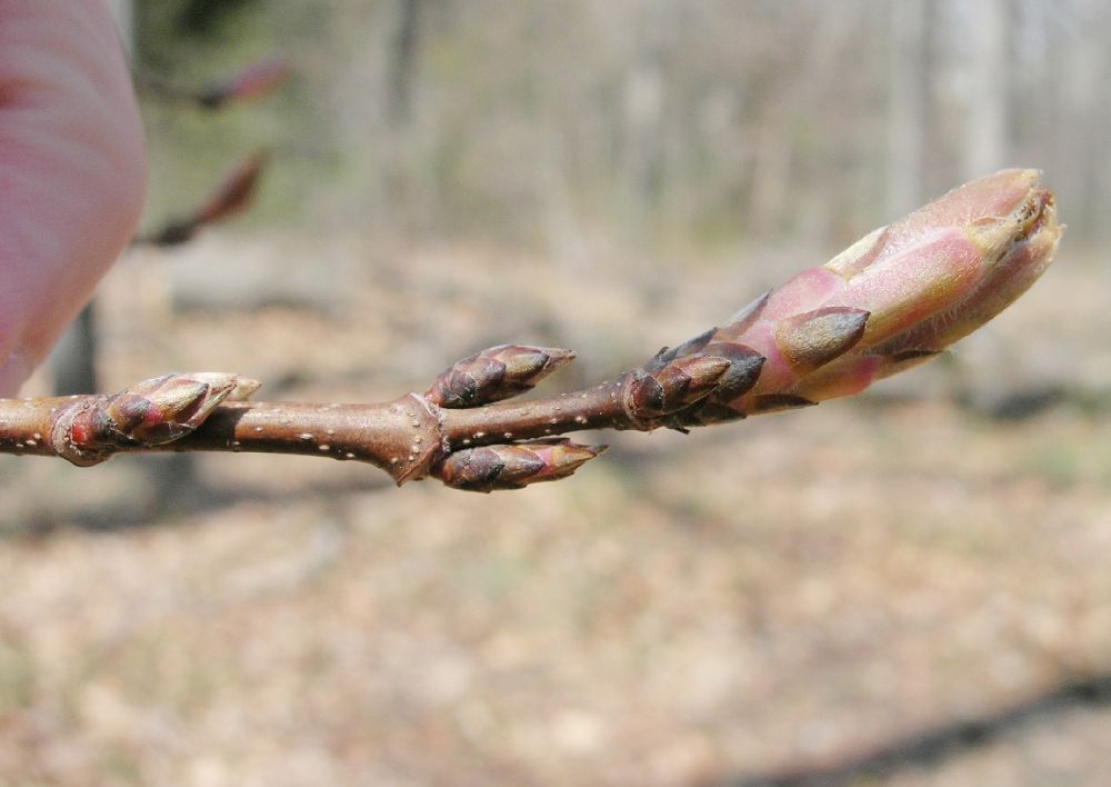 Aceraceae Acer rubrum