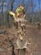 image of Aralia elata