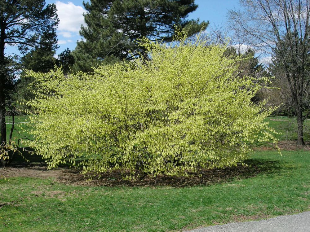 Hamamelidaceae Corylopsis glabrescens