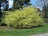 image of Corylopsis glabrescens