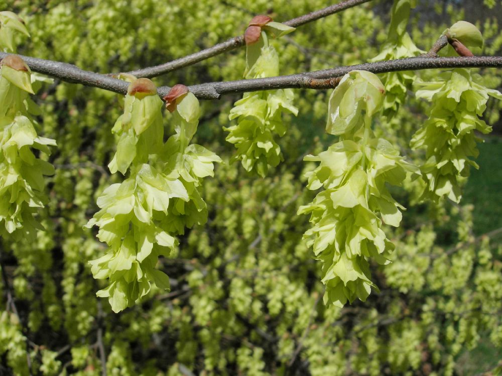 Hamamelidaceae Corylopsis glabrescens
