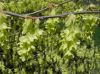 image of Corylopsis glabrescens