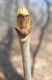 image of Fraxinus americana