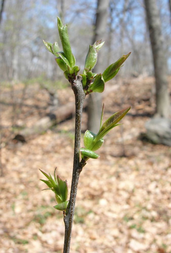 Rosaceae Prunus virginiana