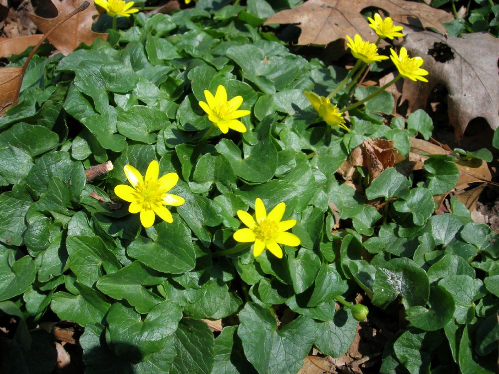 Ranunculaceae Ranunculus ficaria