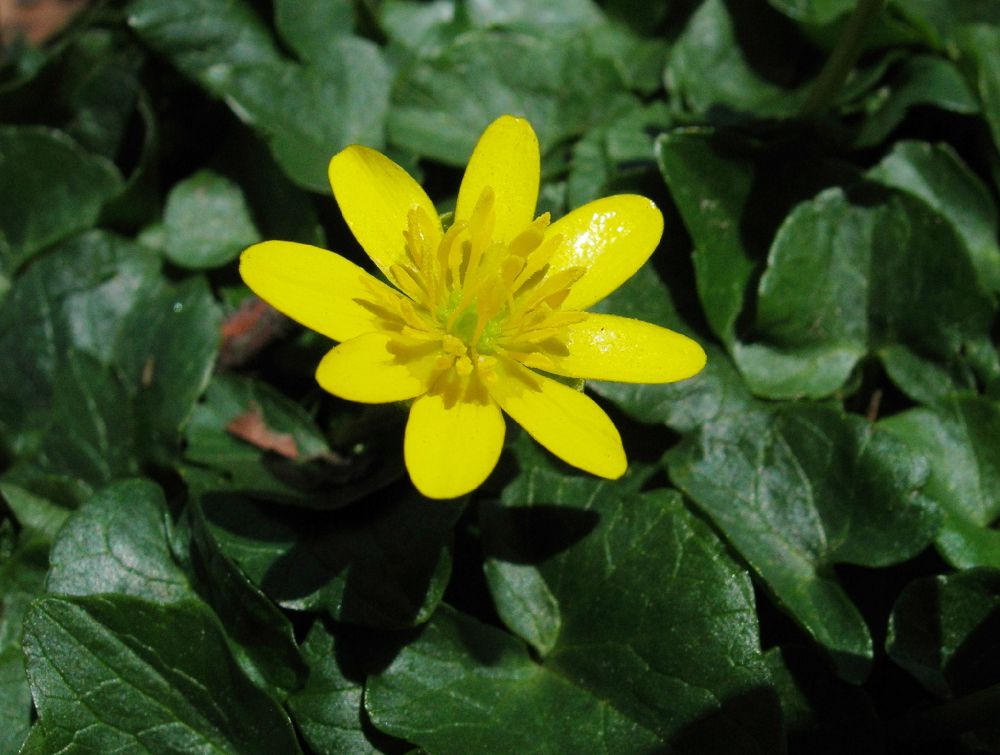 Ranunculaceae Ranunculus ficaria
