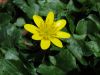 image of Ranunculus ficaria