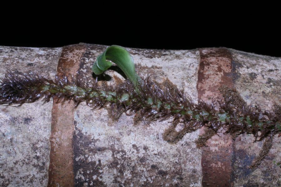 Pteridaceae Anetium citrifolium