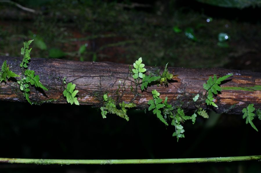 Aspleniaceae Asplenium auriculatum