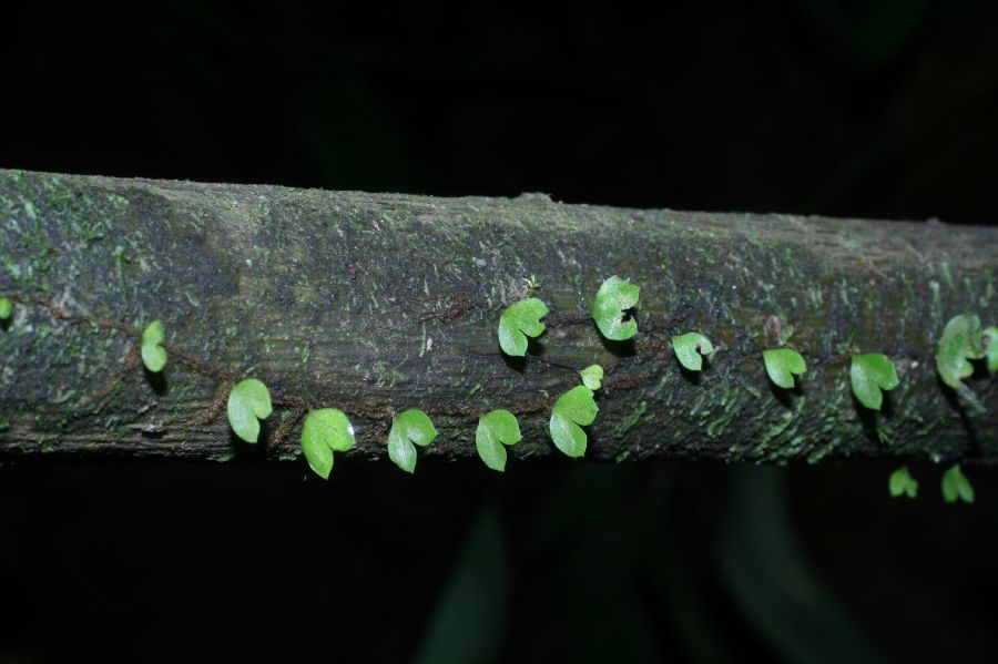 Aspleniaceae Asplenium holophlebium