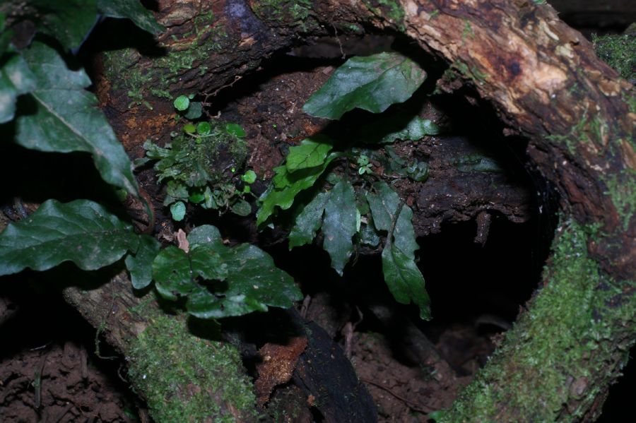  Mickelia nicotianifolia
