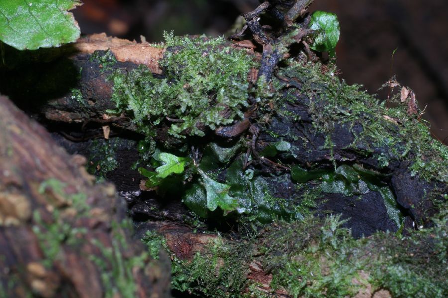  Mickelia nicotianifolia