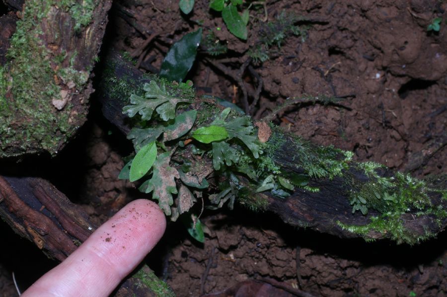 Hymenophyllaceae Vandenboschia collariatum