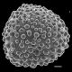 image of Lygodium giganteum