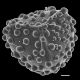 image of Lygodium giganteum