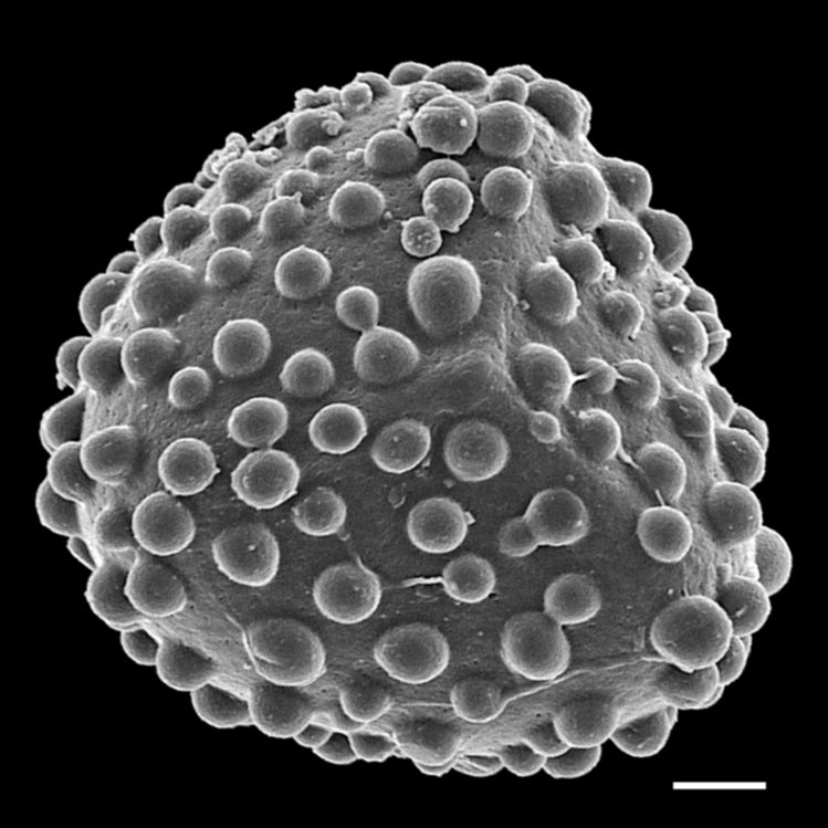 Lygodiaceae Lygodium giganteum