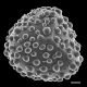 image of Lygodium giganteum