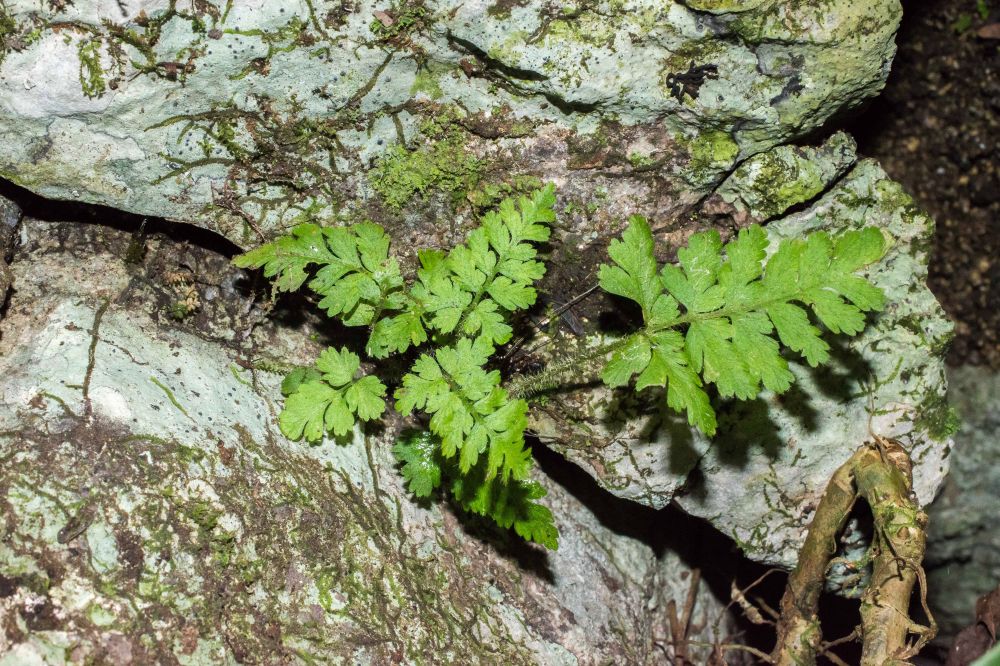 Aspleniaceae Asplenium leucothrix
