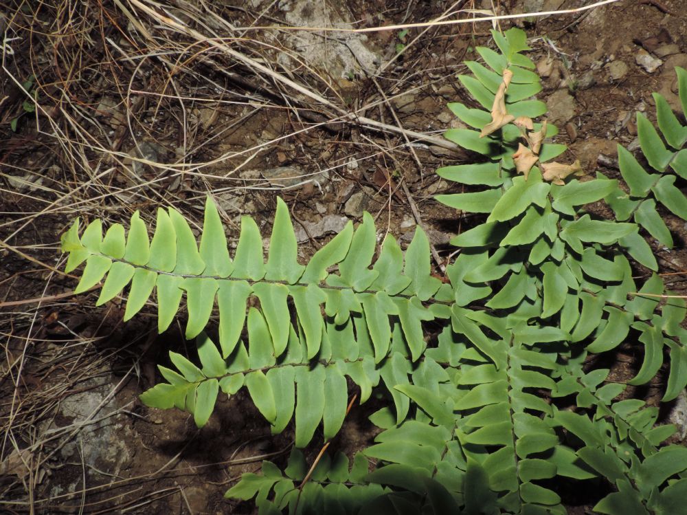 Pteridaceae Hemionanthes lozanoi