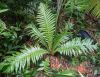 image of Neoblechnum brasiliense