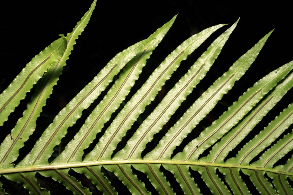 Blechnaceae Neoblechnum brasiliense