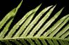 image of Neoblechnum brasiliense