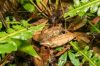 image of Neoblechnum brasiliense